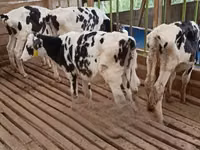 母牛, Holstein breed — 照片 2