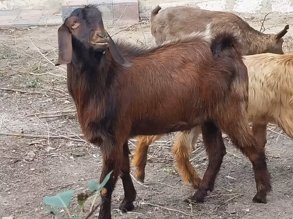 Mbuzi jike, Mbuzi