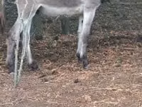 Caballo, Caballos — foto 2