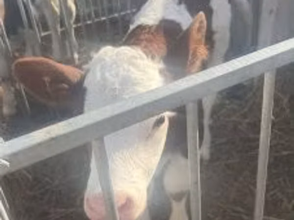 Bulle, Simmental cattle