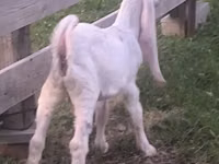 Mbuzi dume, Gulabi goats — picha 2