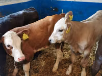 Toro, Simmental cattle — foto 1