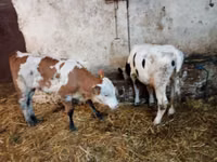 Ng'ombe (kikundi, jinsia haijatajwa), Simmental cattle — picha 3