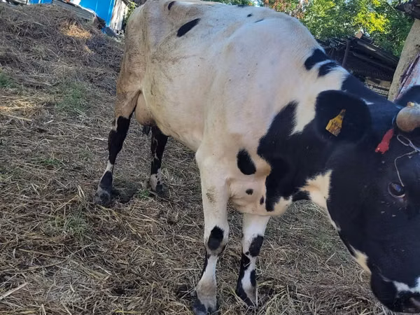 Bulle, Russian Black pied cattle