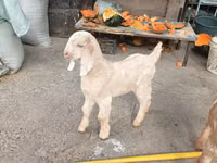 Mbuzi (kikundi, jinsia haijatajwa), Beetal goats — picha 5