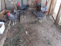 Chickens — Foto 7