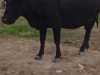 Ng'ombe jike, Russian Black pied cattle — picha 1