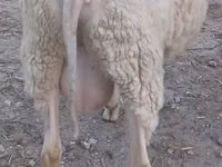Ram, Sheep — photo 2
