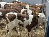 Rinder (Partie, Geschlecht nicht angegeben), Simmental cattle — Foto 5