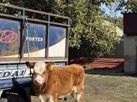 Bull, Simmental cattle — photo 2