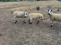 भेड़, Cerry Hill sheep — फ़ोटो 3