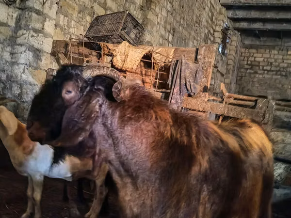 Mbuzi dume, Kamori goats