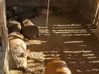 Boar — photo 2