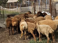 Ovejas (lote, sexo no especificado), Karabakh sheep — foto 3