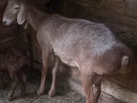 Kondoo jike, Afghan Arabi sheep — picha 1