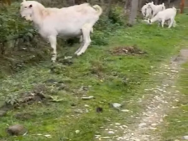 Mbuzi jike, Saanen goat