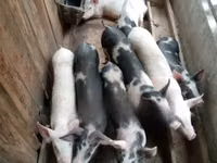 猪（批次，未指定性别） — 照片 1