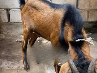 बकरियाँ (लॉट, लिंग निर्दिष्ट नहीं), Red Sokoto goat — फ़ोटो 2
