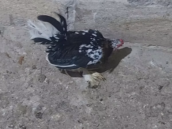 Japanese Bantam