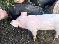 Sow, Pigs — photo 3