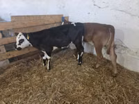 母牛, Cattle — 照片 2