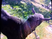 Mbuzi dume, Mbuzi — picha 4