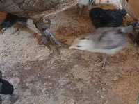 फीनिक्स — फ़ोटो 1