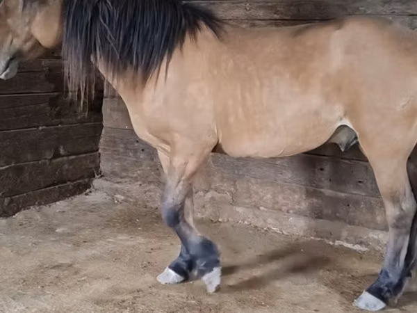 حصان, Mugalzhar horse