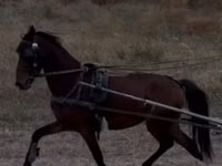 Caballo, Hackney horse — foto 1
