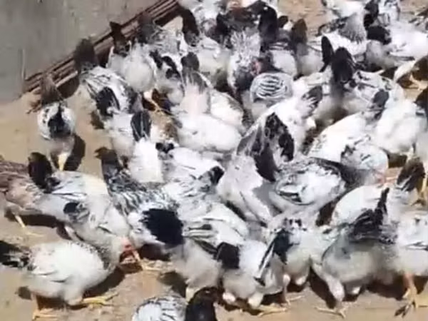 Chickens