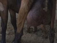 Goat, Czech Brown Shorthaired goats — photo 1