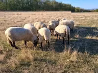 Dume la kondoo, Shroshire sheep — picha 3