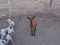 Коза, Альпийская коза — фото 5