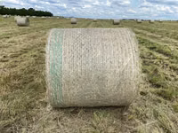 Eragrostis bales - Round / Big (For Sale) — picha 2