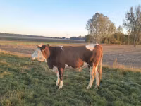 Ng'ombe jike, Simmental cattle — picha 3