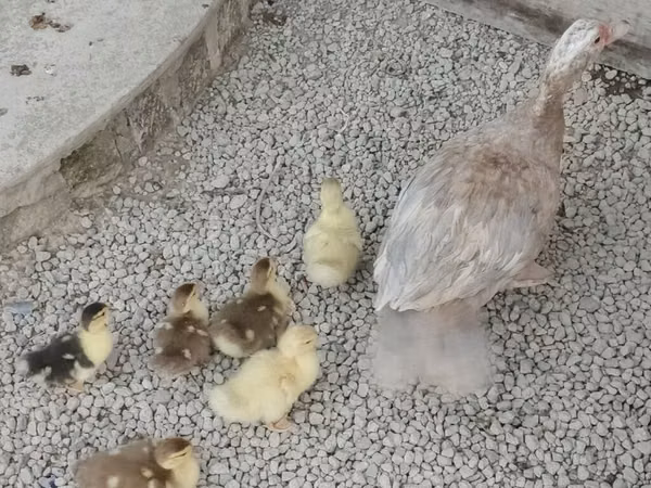 pato criollo doméstico