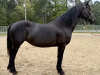 母马, Friesian — 照片 3