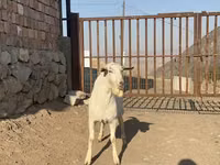 تيس, Saanen goat — الصورة 3