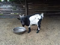 बकरा, Nigerian dwarf goats — फ़ोटो 3