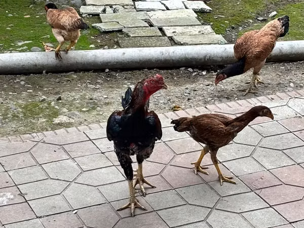 Chickens