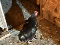 Chickens — foto 7