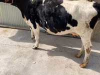 母牛, Holstein breed — 照片 3