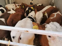 公牛, Cattle — 照片 2