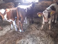 Bull, Simmental cattle — photo 1