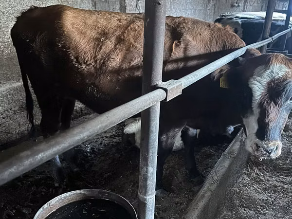 Cow, Cattle