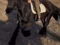 Hengst, Friesian — Foto 2