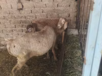 Dume la kondoo, Rhon sheep — picha 7