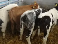 牛只（批次，未指定性别）, Simmental cattle — 照片 5