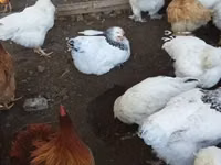 Chickens — Foto 4