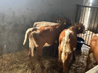 Cattle (batch, sex not specified), Simmental cattle — photo 4